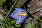 Prairie pleatleaf